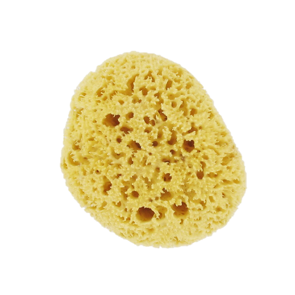 Natural Sea Sponge