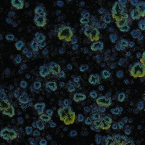 Mayco glaze - Jungle Gems Obsidian