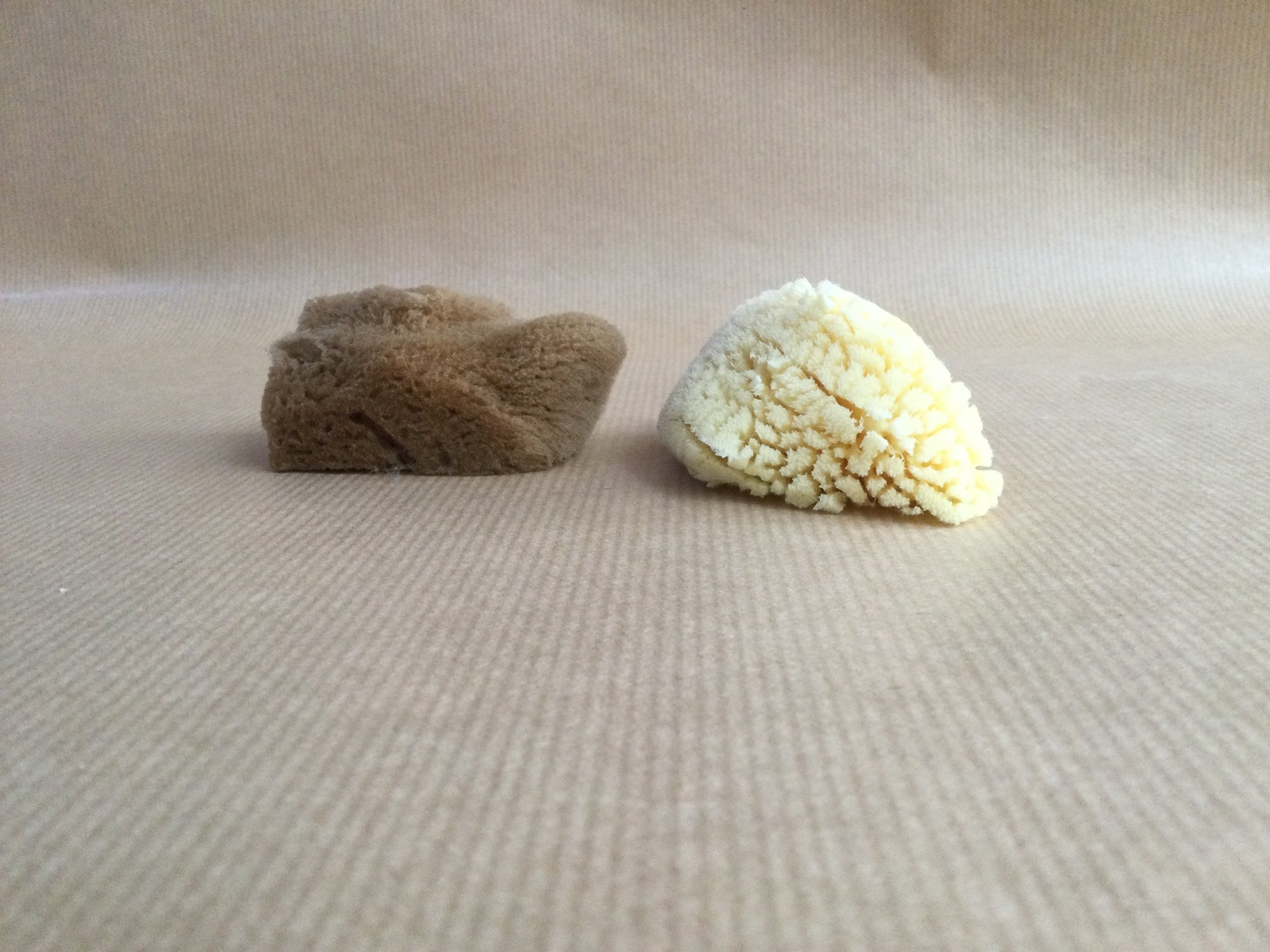 Natural Sea Sponges