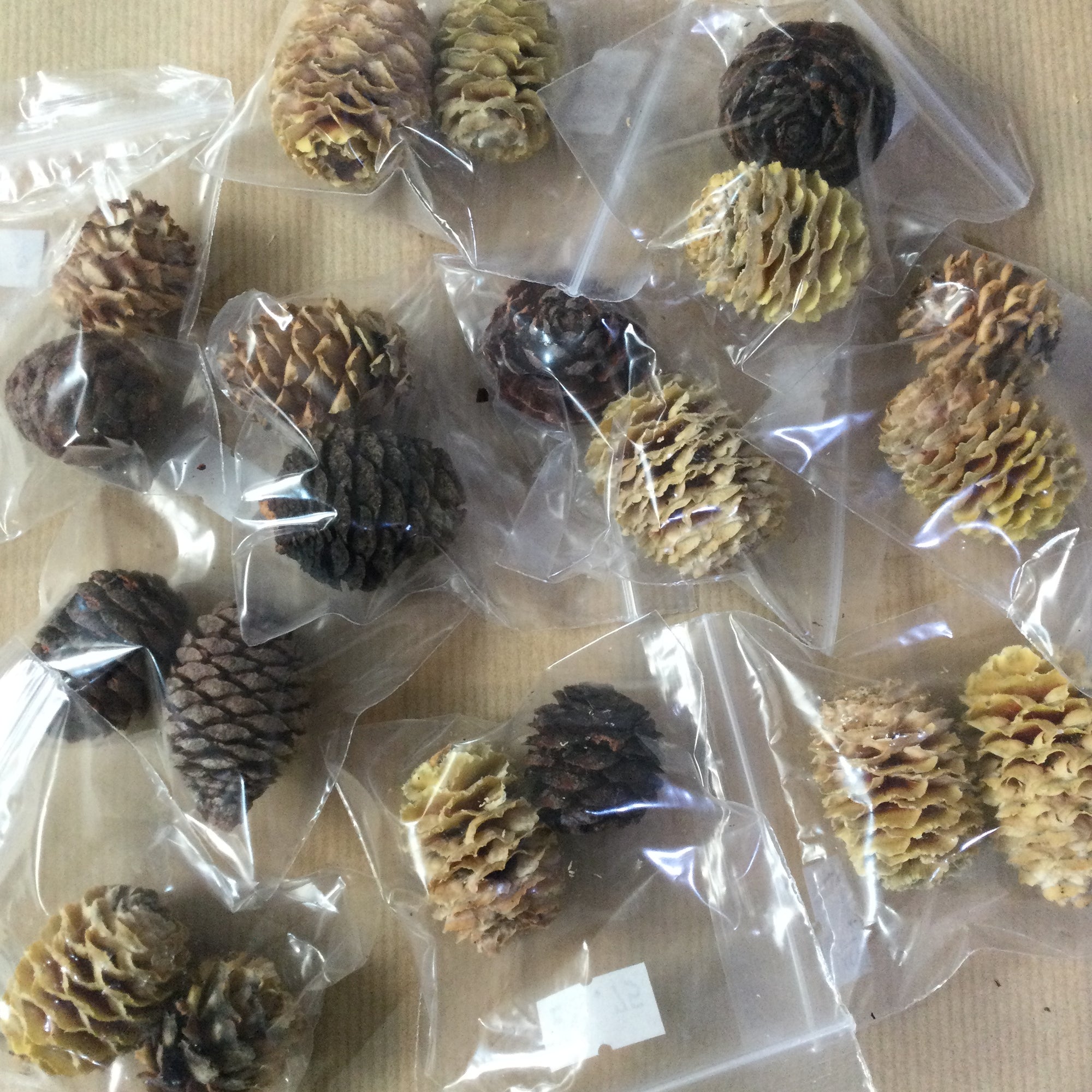 Pine Cones ~ Pack of 2