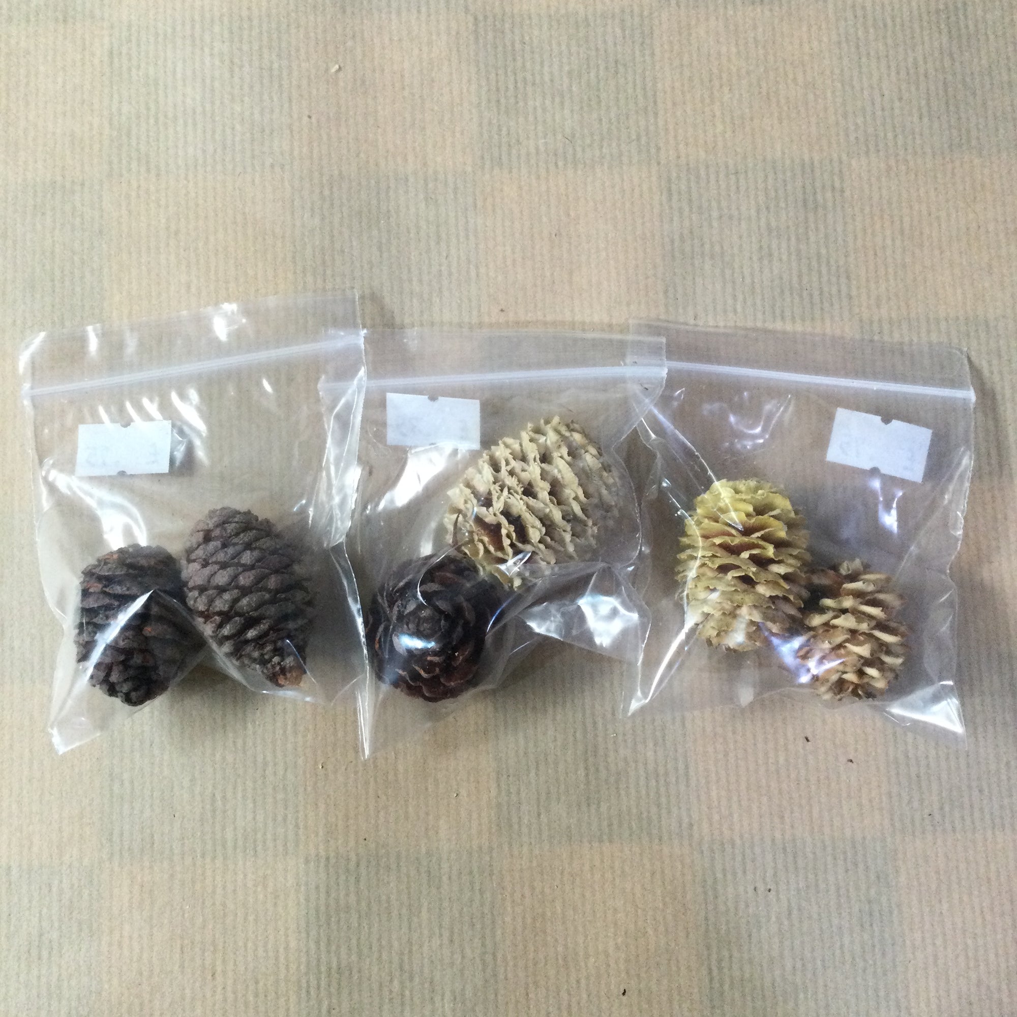 Pine Cones ~ Pack of 2
