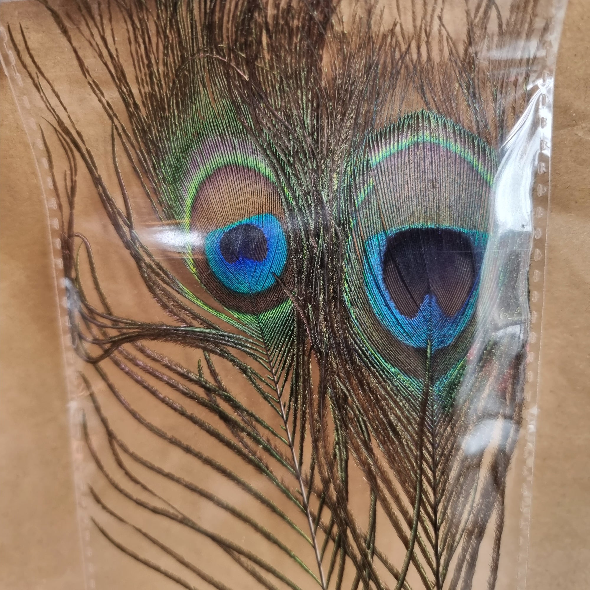 Feathers - Peacock Eye